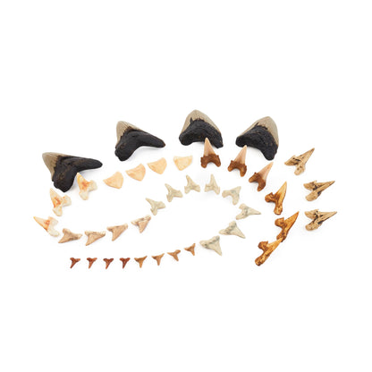 300586 Super Shark Teeth Set 40 pc. Set Silos