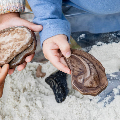 300656 Magnetic Matching Fossil Stones Lifestyle 5